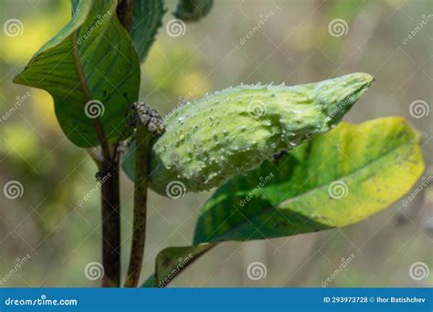 Green Pods Of Asclepias Syriaca With Seeds Close Up Common Milkweed