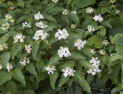 Cornus amomum - Silky Dogwood | Long Island Native Plant Nursery - Native Plants and Trees