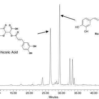 Hplc Chromatogram Of Phenolic Acids Rosmarinic Acid And Chicoric Acid