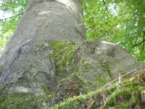 Free Images Tree Rock Trail Leaf Trunk Terrain Ridge