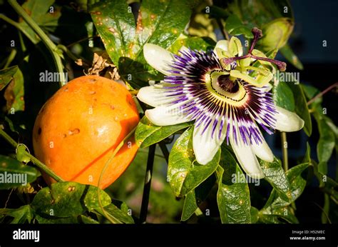 Fruits Et Fleurs De Passiflora Caerulea Ou La Passion Des Fleurs En Automne Photo Stock Alamy