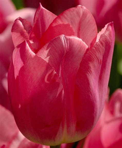 Tulip Christmas Dream Single Early Tulips Tulips Flower Bulb Index Bulb Flowers Tulips