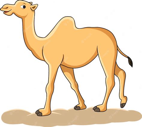 Camel Images