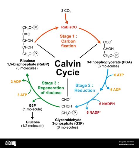 Calvin Cycle Illustration Stock Photo Alamy