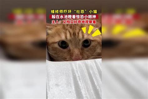 猫咪也社恐？师傅已经来了第3天了，还在“猫猫祟祟”暗中观察猫猫猫咪