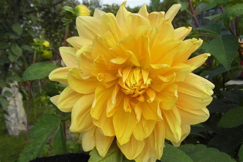 Dahlia Yellow Garden - Free photo on Pixabay - Pixabay