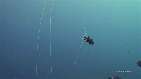 Box Jellyfish Catching Prey Stock Video For Sale Youtube