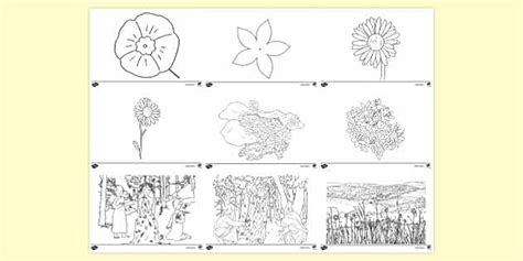 Desene de colorat cu flori - Ciclul Primar - România