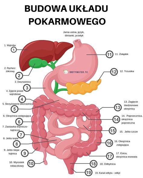 Anatomia Cz Owieka Pdf Za Darmo