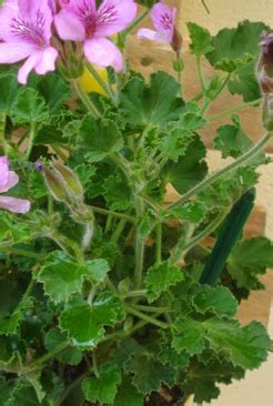 Pelargonium Torrento La Mano Verde Vivero Rbol Jardiner A