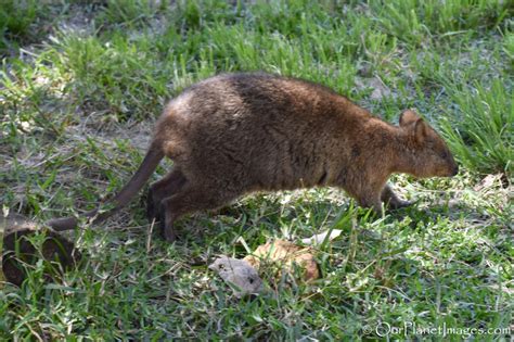 Marsupials - "Our Planet" Images