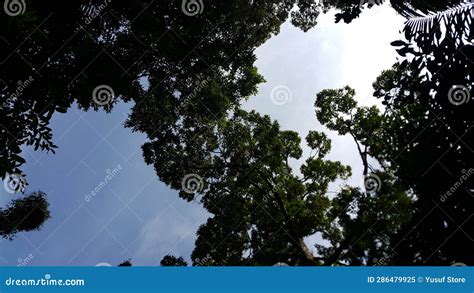 Beautiful Scenic Background in Forest Stock Image - Image of green ...