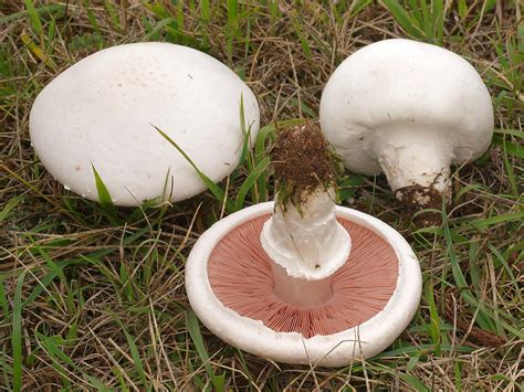 Agaricus Campestris Telegraph