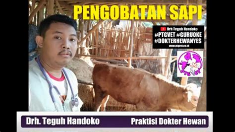 Pengobatan Sapi Sakit Youtube