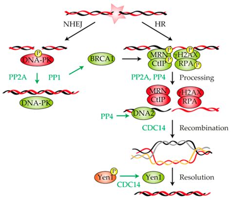 Ijms Free Full Text Cell Cycle And Dna Repair Regulation In The