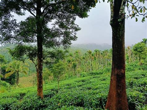 Land For Sale At Vaduvanchal Wayanad Housefind