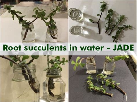 Rooting succulents in water - Propagate Jade Plant | GARDENING FOR ...