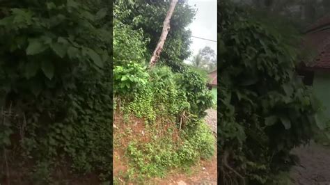 Kebun Manggis Dan Durian Pinggir Jalan Luas 4000m2 AJB YouTube