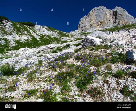 Rocky Alpine Landscape With Blue Earleaf Bellflower Campanula