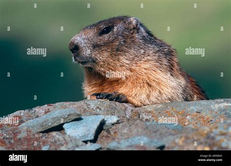 Alpenmurmeltier Marmota Marmota Alpine Marmot Nationalpark Hohe Tauern