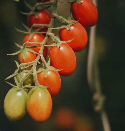 Sadzonka Pomidora Koktajlowego Malinowy Kapturek 13249481338