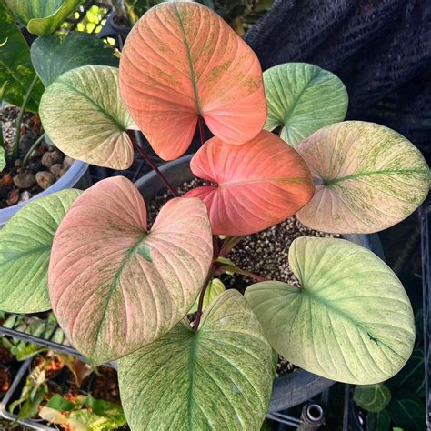 Homalomena Rubescens Mint Variegated Live Baby Plant Big Leaf Will Be