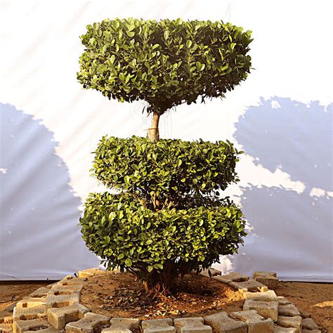 Buysend Tri Layer Ficus Bonsai Plant Online Fnp