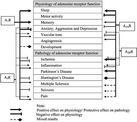 Physiology and pathology of adenosine receptors as revealed by ...