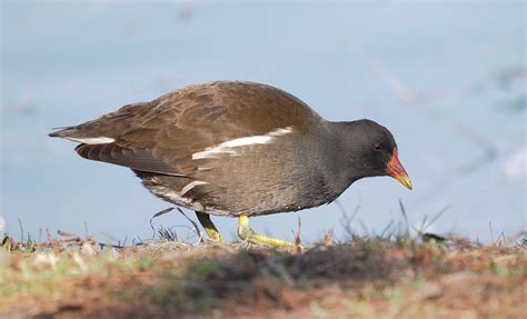 Common Moorhen | BirdForum