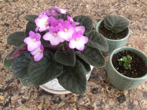 African Violet fun : r/houseplants