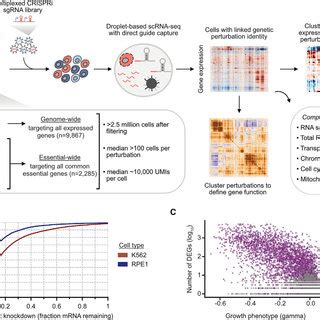 Genome Scale Perturb Seq Via Multiplexed Crispri A Experimental