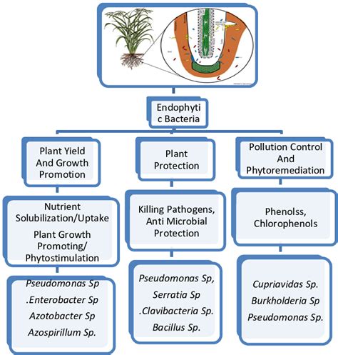 Different Functions Of Endophytic Bacteria Download Scientific Diagram