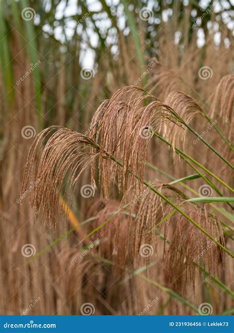 Deciduous Ornamental Grass By The Name Miscanthus Nepalensis Or