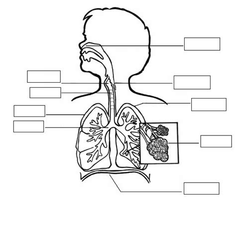 Print Map Quiz Aparato respiratorio biología aparato respiratorio