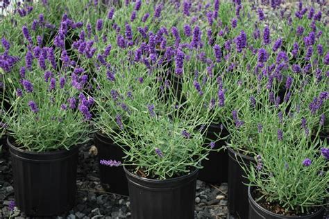 Lavandula Angustifolia Hidcote English Lavender Perennial Farm Marketplace