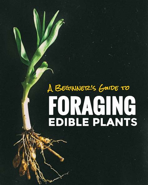 Foraging Wild Edible Plants