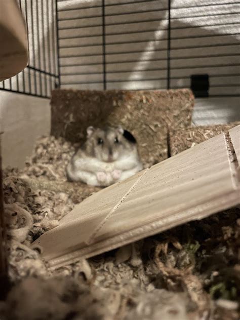 why is hamster aggressive naturally 5