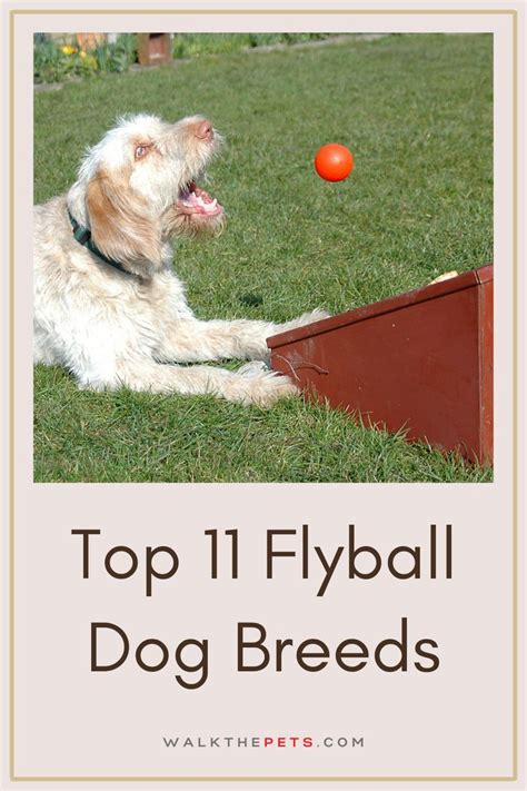 Top 11 Flyball Dog Breeds | Top dog breeds, Dog breeds, Dogs