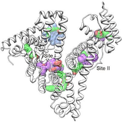 Structure Of Hsa With Binding Sites Shown The Three Domains Comprising