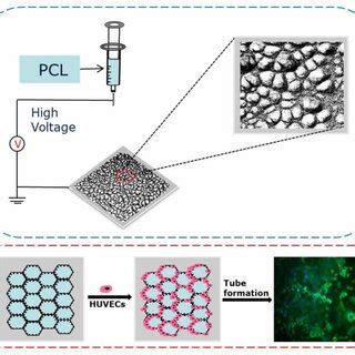 Schematic Illustration Of The Fabrication Of Honeycomb Nanofibrous