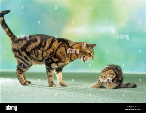 domestic cat hissing at kitten Stock Photo - Alamy