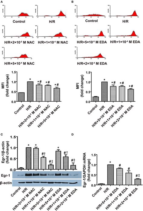 Effects Of Different Doses Of Ros Scavengers On Ros Level And Egr 1