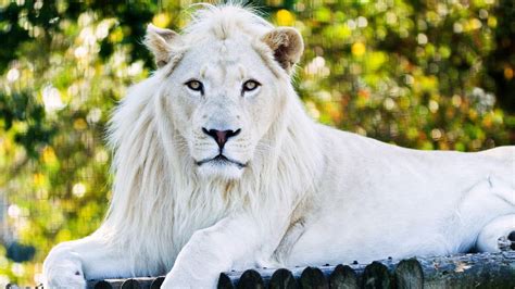 White Lion Wallpapers - Top Free White Lion Backgrounds - WallpaperAccess