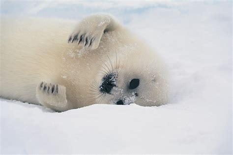 The Harp Seal Cute Animal Animals Lover