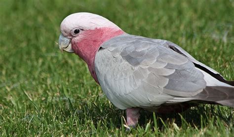 Galah facts, distribution & population | BioDB