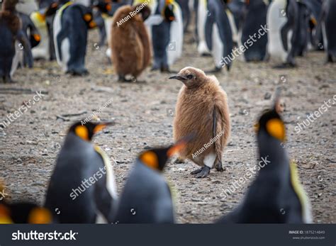 brown penguin images stock  vectors shutterstock