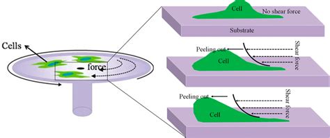 Schematic Representation Of Spinning Disk Assay For Measurement Of Cell