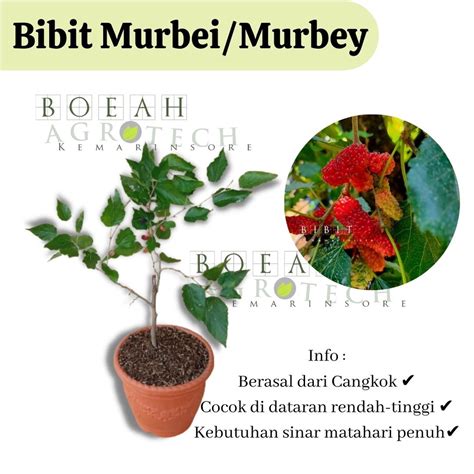 Jual Bibit Tanaman Buah Murbei Jumbo Bibit Mullbery Murbey Kondisi