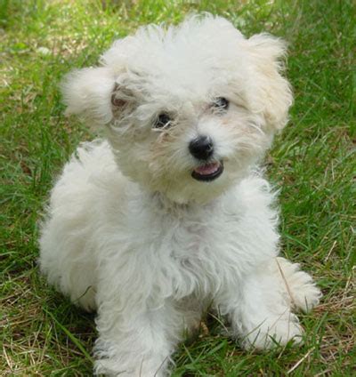 Bichon frisé a donner Nos amis les animaux