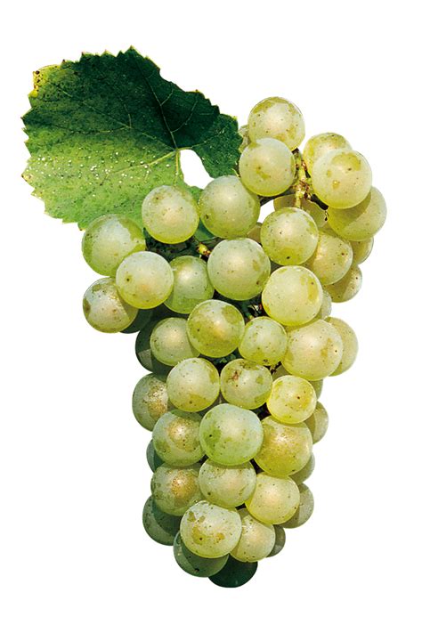 Chardonnay Grape Vines From Barber Nursery Online Sale Buy Now